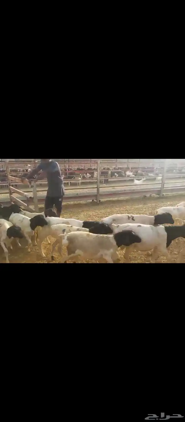 طليان برابر 2