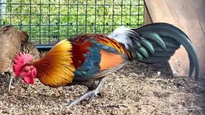دجاج عربي أصيل 5