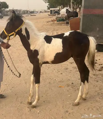 مهر شعبي للبيع 9