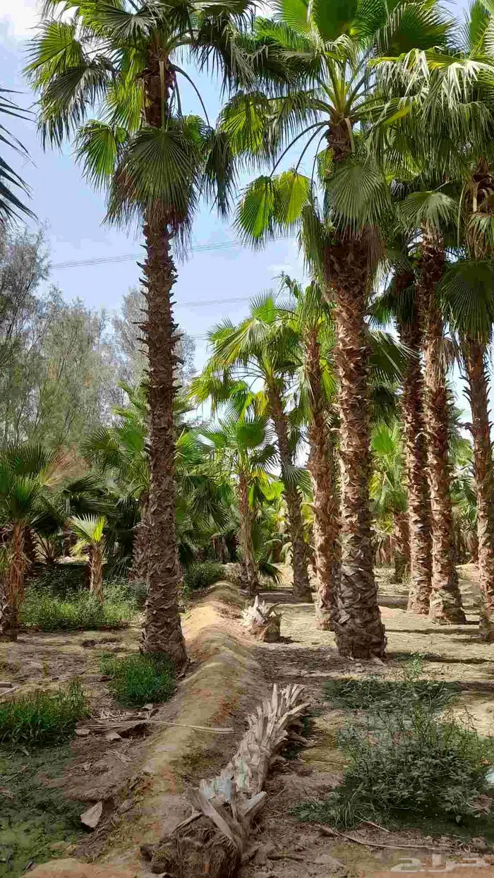 نخل واشنطني 0