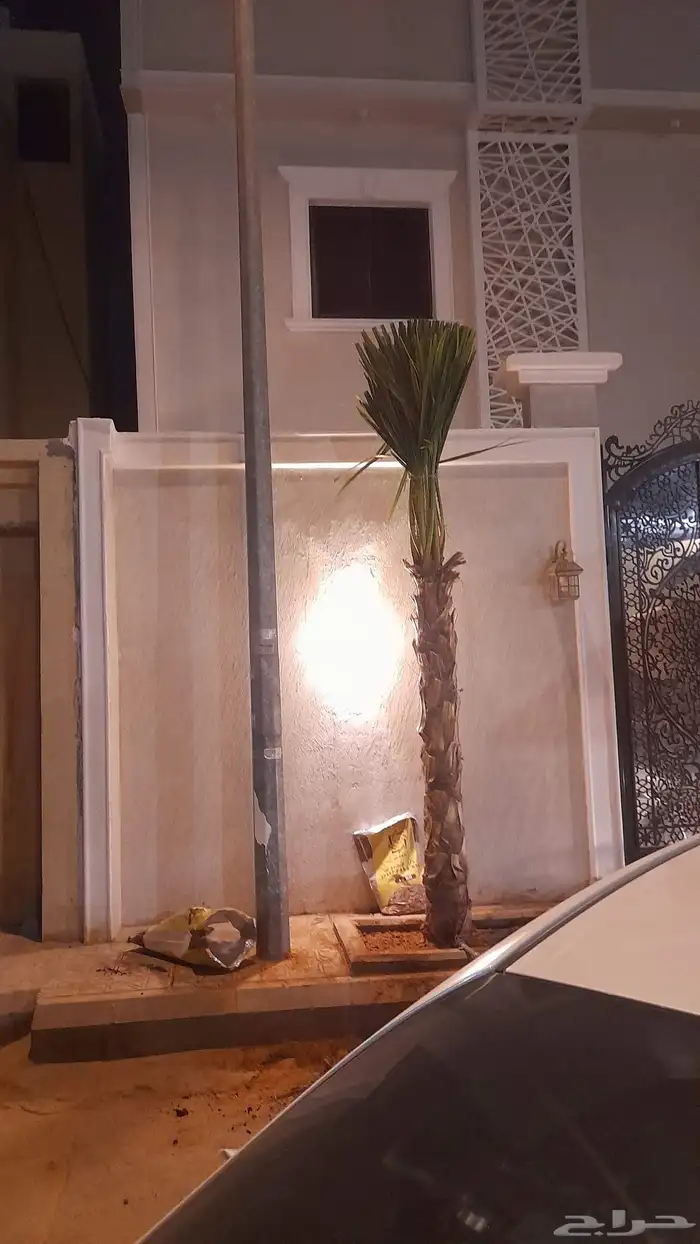 نخل واشنطني 1