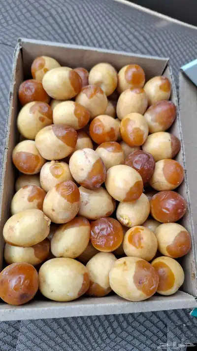 برحي الأحساء وهلالي الأحساء 0