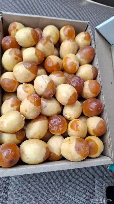 برحي الأحساء وهلالي الأحساء 1