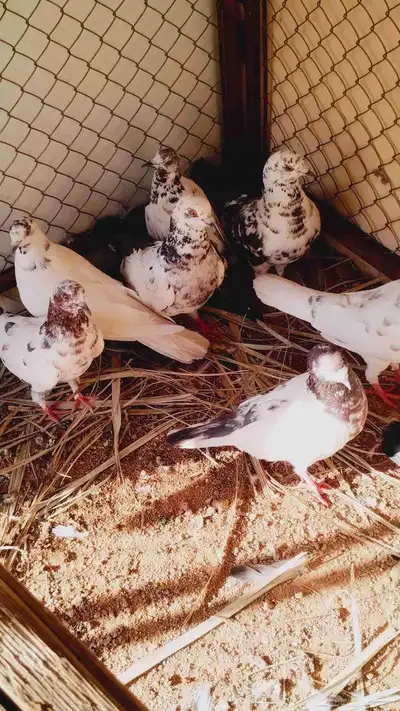 حمام للبيع سعر جدا ممتاز 60 1