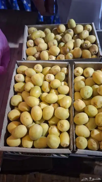 برحي الأحساء وهلالي الأحساء 2