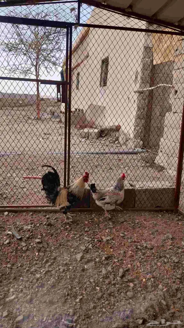 ديك ودجاجه حضان 2
