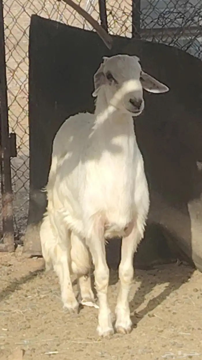 ما شاء الله مشروع اصفر حار عمره 5 شهور ونص 0