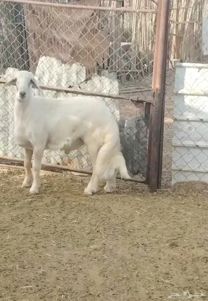ما شاء الله مشروع اصفر حار عمره 5 شهور ونص 3