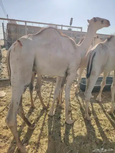 اللي يدور على اطيب القعدان الجملة والتفريد باسعار مناسبة 2