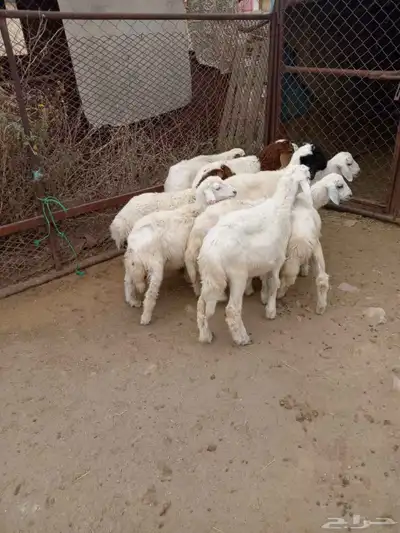 10 بهم شرررط ونظافه وشعره تربيه 1