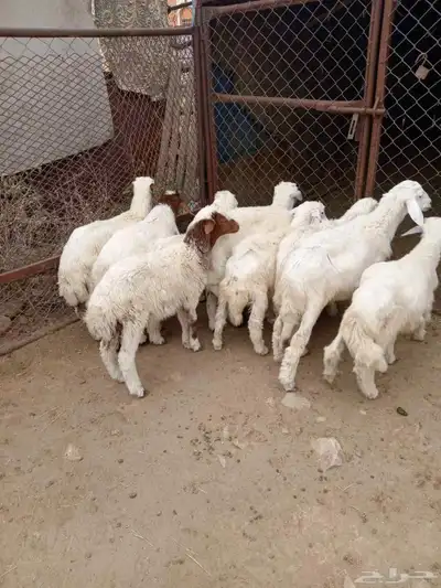 10 بهم شرررط ونظافه وشعره تربيه 4