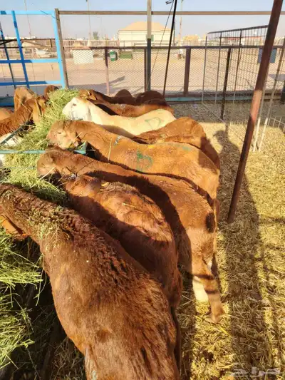 برابر وتيوس صوماليه وسواكن حمرى جذع قعدان صوماليه مرابى 6