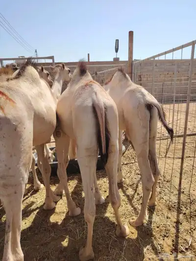 اللي يدور على اطيب القعدان الجملة والتفريد باسعار مناسبة 3