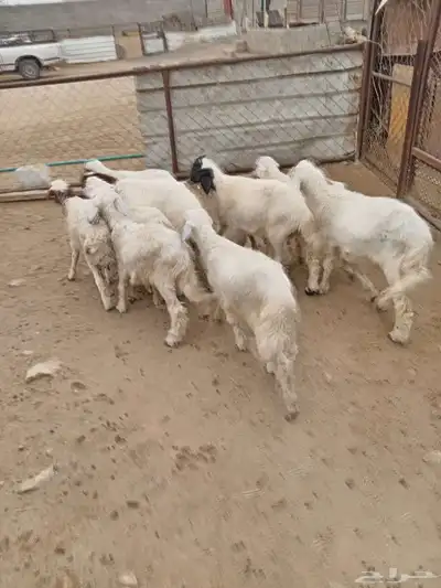 10 بهم شرررط ونظافه وشعره تربيه 2