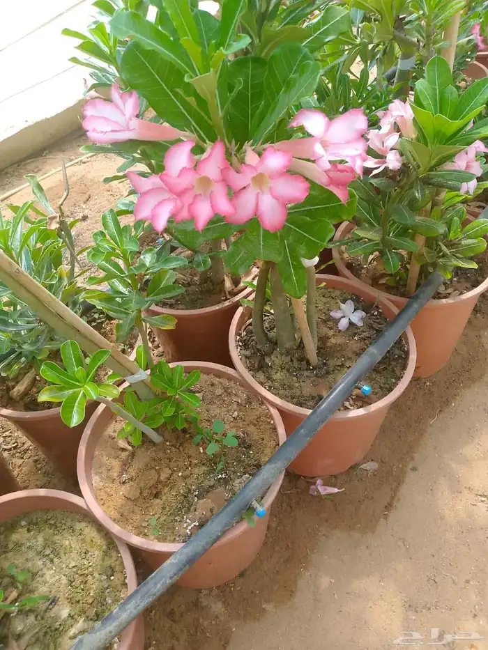 اشجار العدنية للبيع مركن35 3