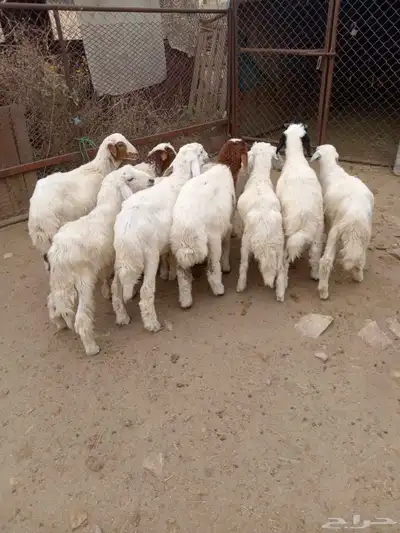10 بهم شرررط ونظافه وشعره تربيه 0