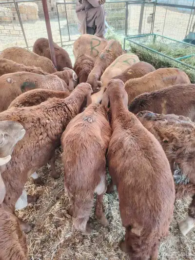 برابر وتيوس صوماليه وسواكن حمرى جذع قعدان صوماليه مرابى 2