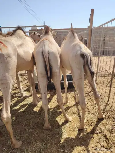 برابر وتيوس صوماليه وسواكن حمرى جذع قعدان صوماليه مرابى 0