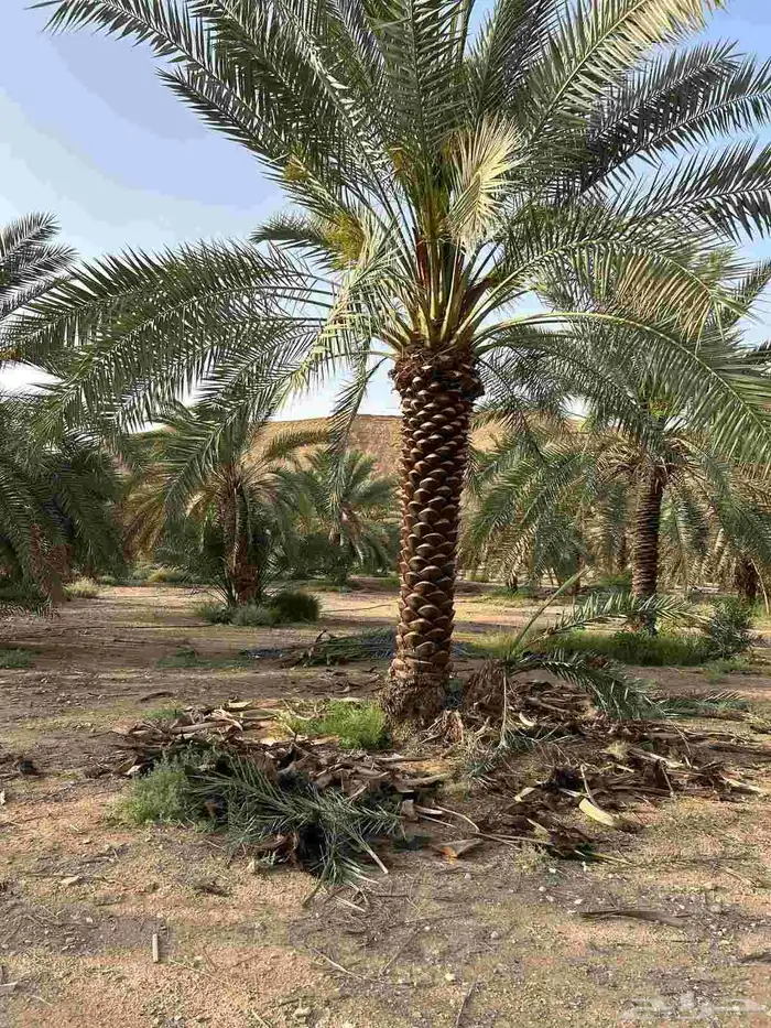 نخل واشنطن زينه بجميع مقاساته ونخل عربي مثمر 2