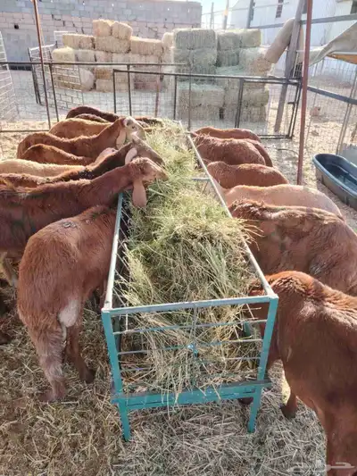برابر وتيوس صوماليه وسواكن حمرى جذع قعدان صوماليه مرابى 5