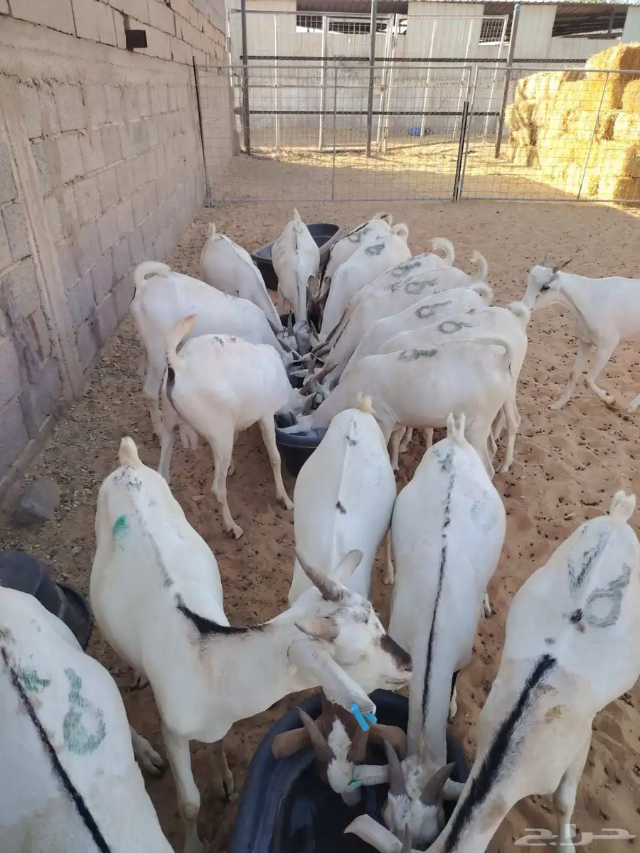 عروض قعدان 2800سواكن 1000بربري 500تيوس 520 index