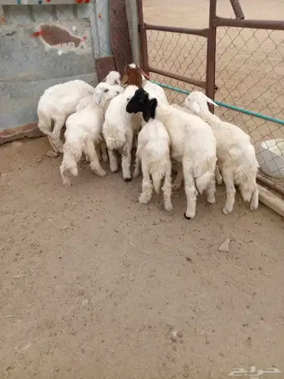 10 بهم شرررط ونظافه وشعره تربيه 3