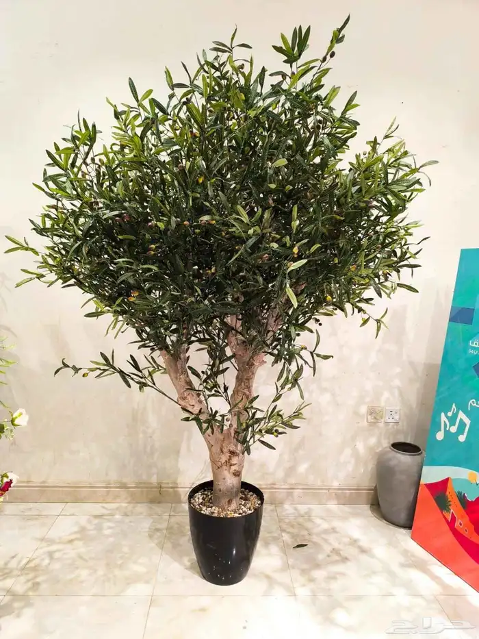 تنسيق اشجار زينه 2