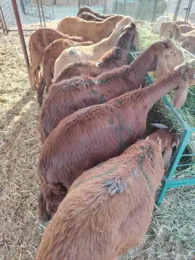 برابر وتيوس صوماليه وسواكن حمرى جذع قعدان صوماليه مرابى 3