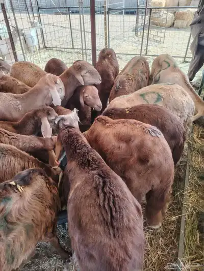 برابر وتيوس صوماليه وسواكن حمرى جذع قعدان صوماليه مرابى 4