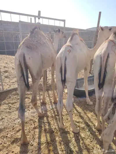 برابر وتيوس صوماليه وسواكن حمرى جذع قعدان صوماليه مرابى 1