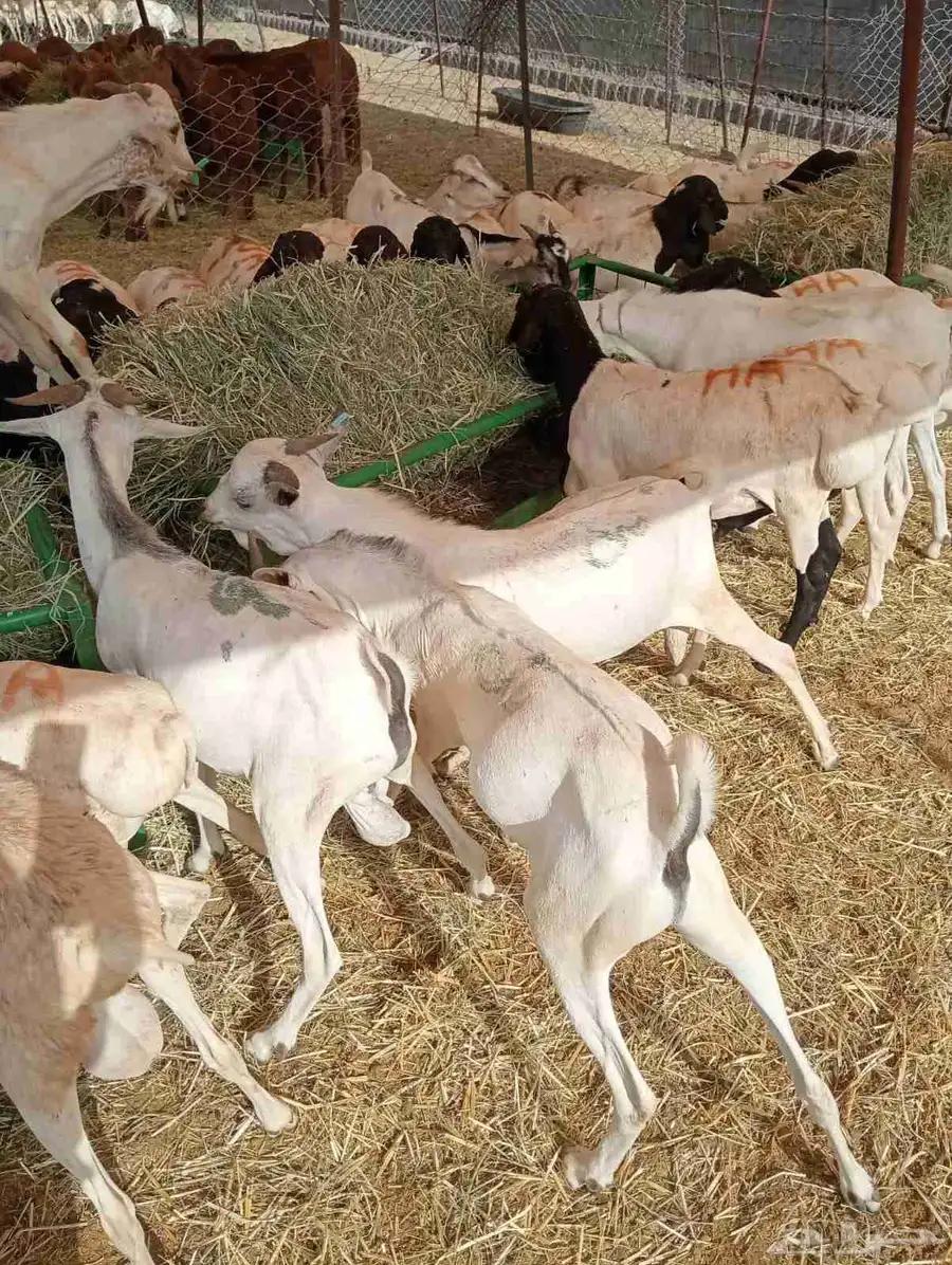 عروض قعدان 2800سواكن 1000بربري 500تيوس 520 index