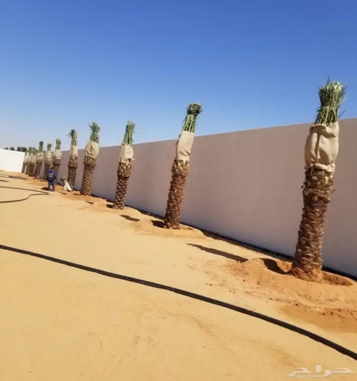 يوجد لدينا نخل عربي بجميع انواعها 9