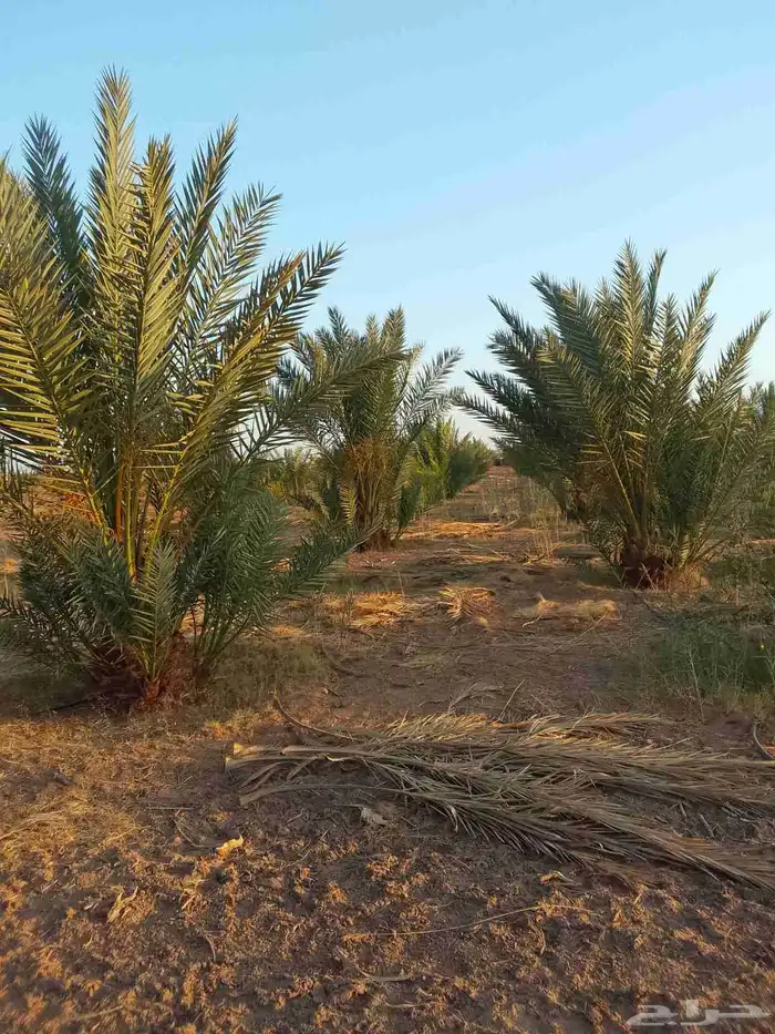 نخل مثمر برني للبيع وبرتقال وتين وزيتون بسعر مناسب 1