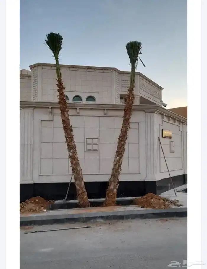 نخل واشنطني 3
