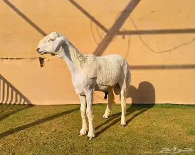 مشروع فحل حري فاخر 4