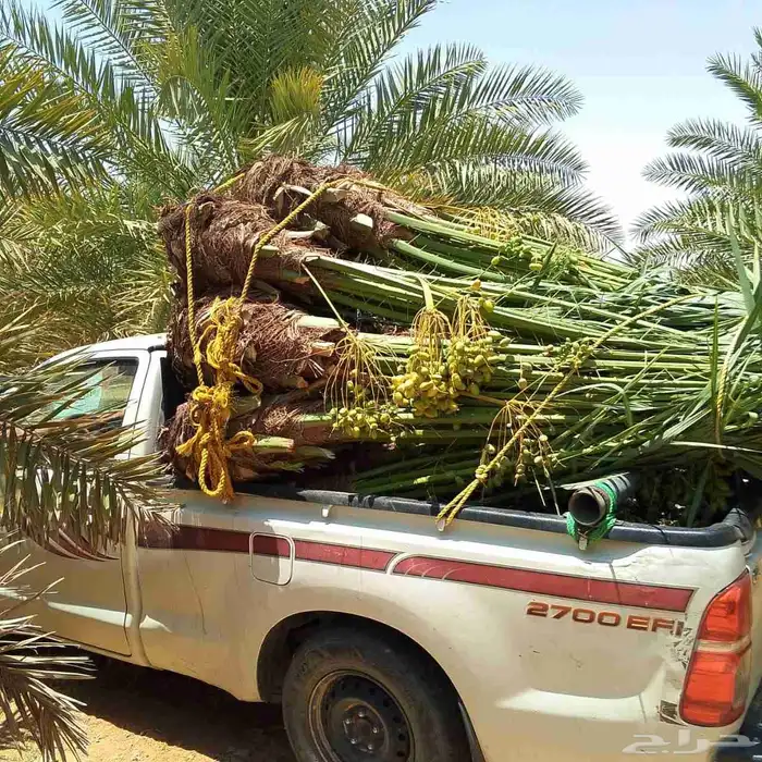 نخيل البيع القوعيه الرويضه حلبان مزعل 0