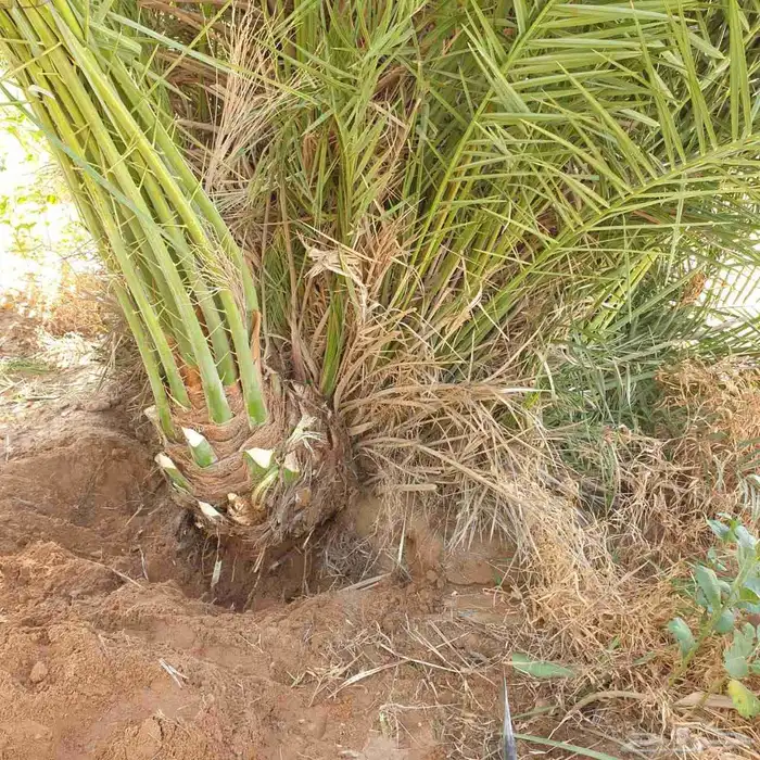 ابو محمد توريد نخيل مثمر وزينه وجميع المقاست متوفرة الدينا 4