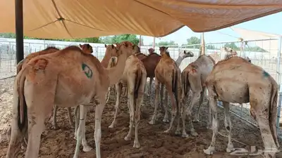 اللي يدور على اطيب القعدان الجملة والتفريد باسعار مناسبة 0