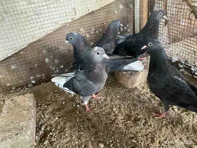 زاجل وقطيفي للبيع 7