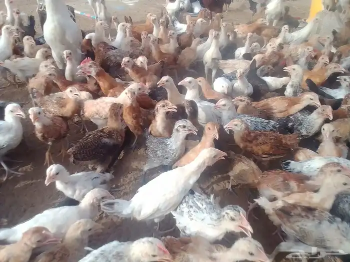 دجاج عمر شهرين محصن 19