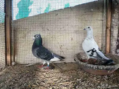 زاجل وقطيفي للبيع 15