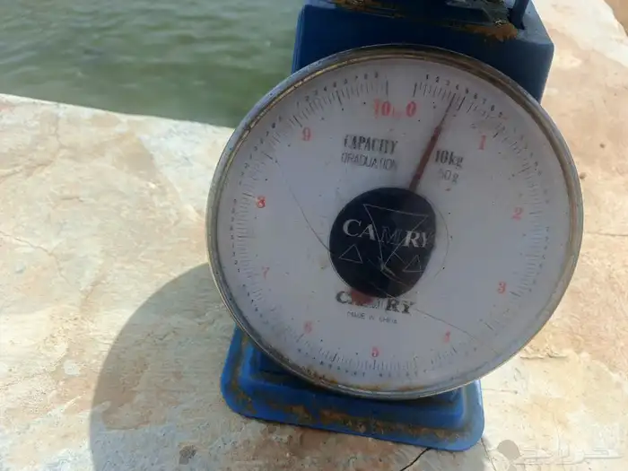 سمك بلطي من 300 جرام الي 600 جرام 0