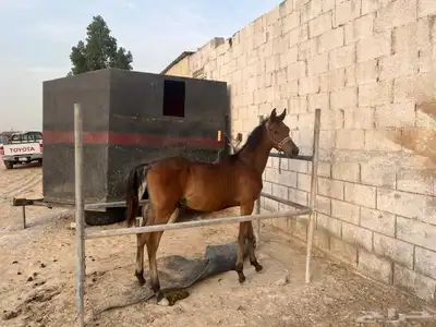 مهر شعبي للبيع 1