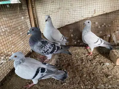 زاجل وقطيفي للبيع 16