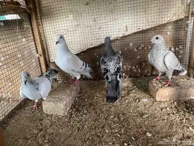 زاجل وقطيفي للبيع 19