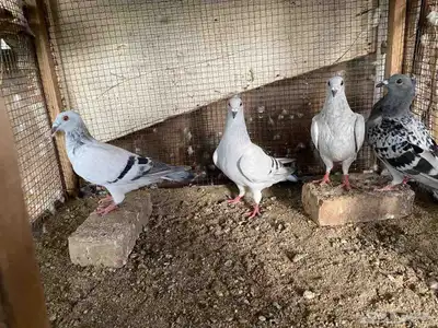 زاجل وقطيفي للبيع 18