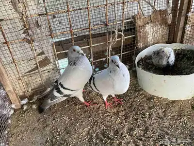 زاجل وقطيفي للبيع 11