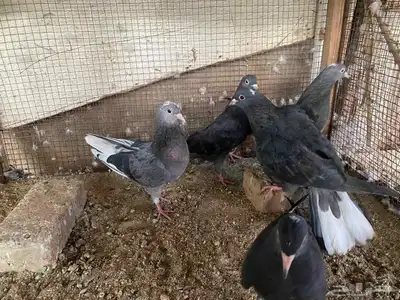 زاجل وقطيفي للبيع 5