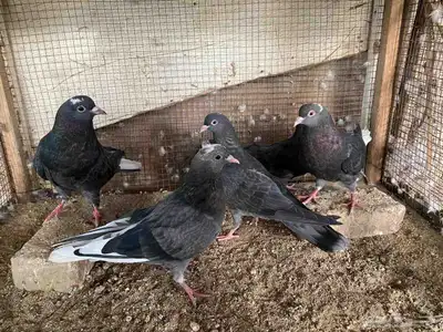 زاجل وقطيفي للبيع 2