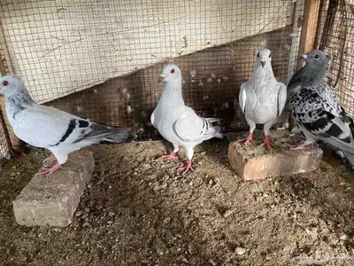 زاجل وقطيفي للبيع 20